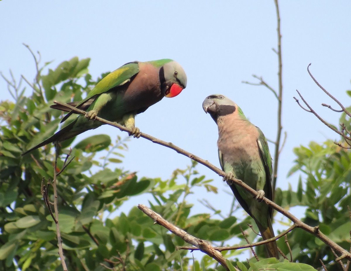Red-breasted Parakeet - ML637980541