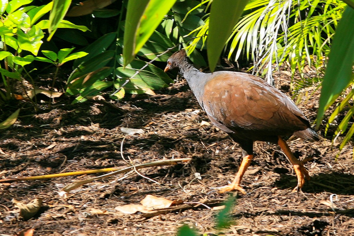 Orange-footed Megapode - ML637980551
