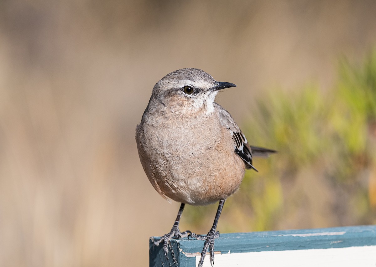Patagonian Mockingbird - ML637980558