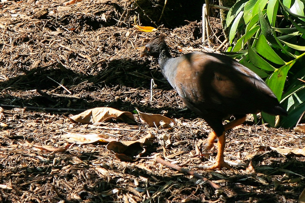 Orange-footed Megapode - ML637980562