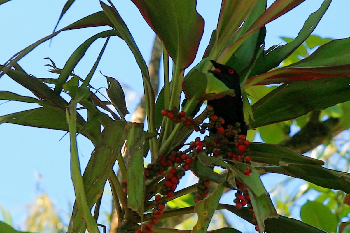 Metallic Starling - ML637980587