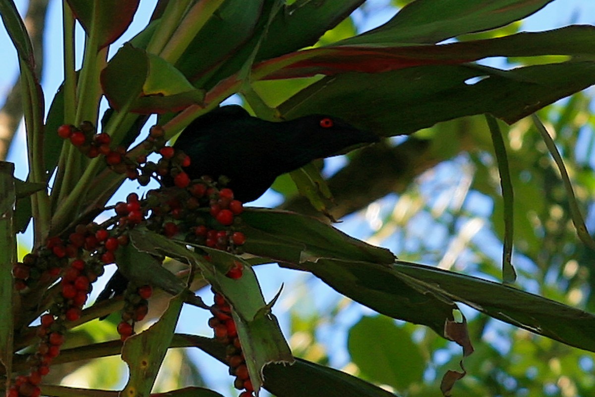 Metallic Starling - ML637980591