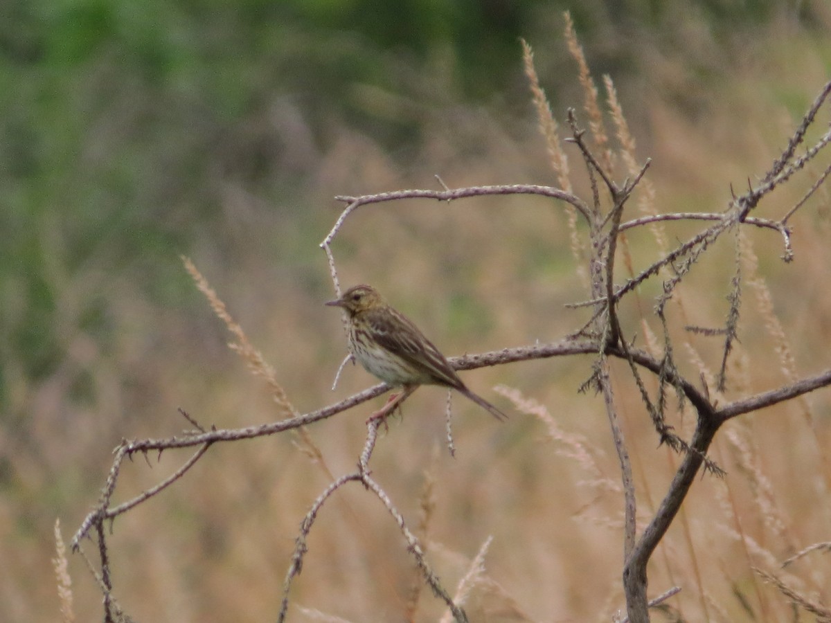 Tree Pipit - ML637980642
