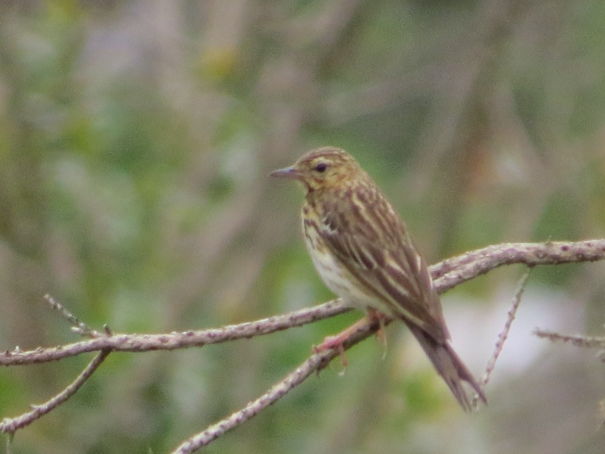 Tree Pipit - ML637980645