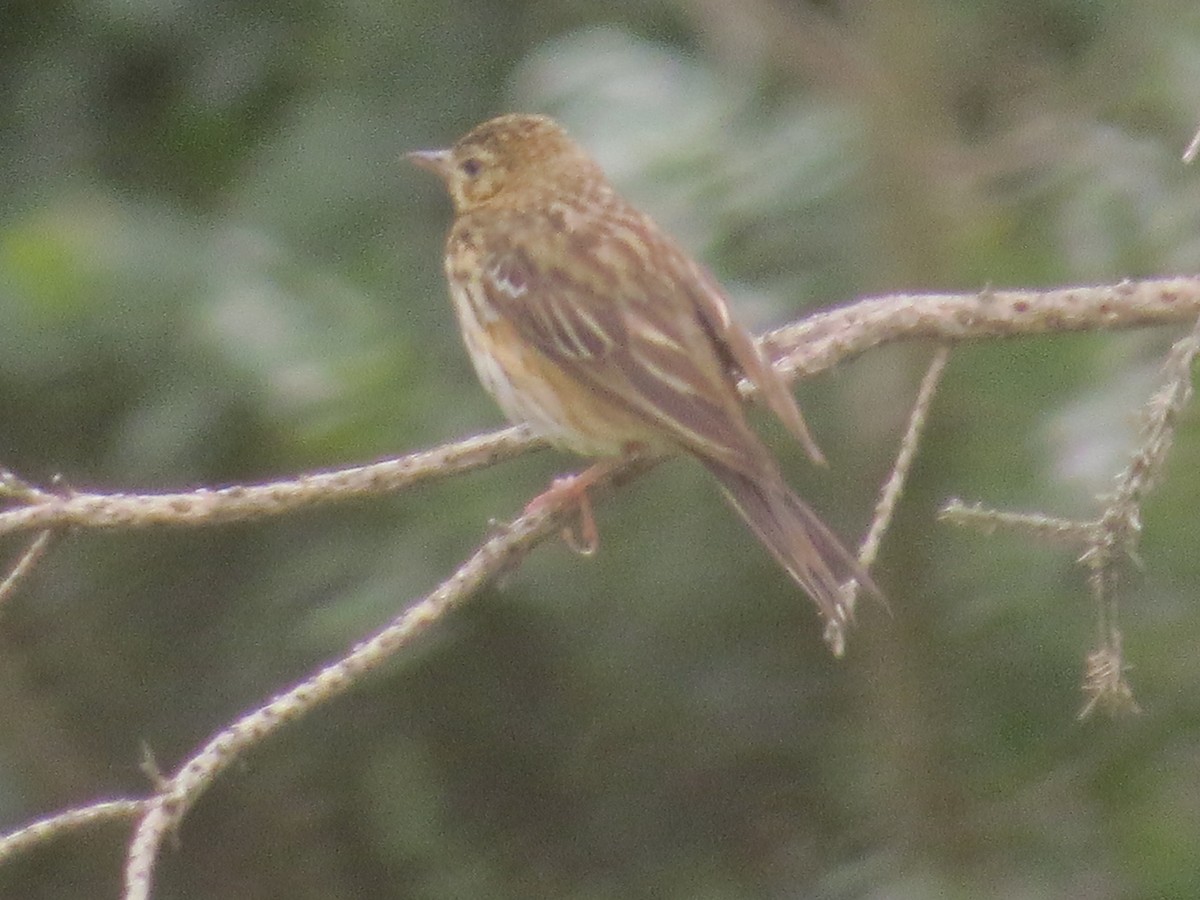 Tree Pipit - ML637980682
