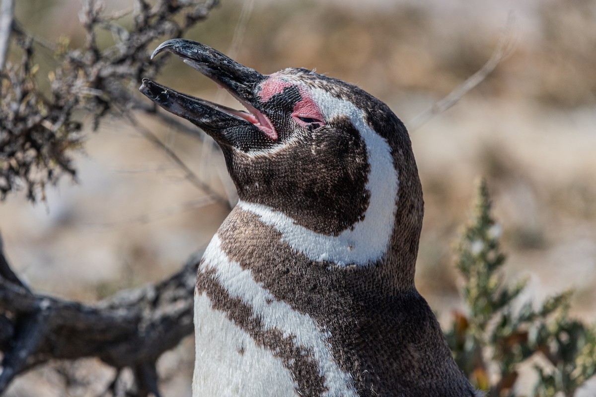 Magellanpinguin - ML637980684