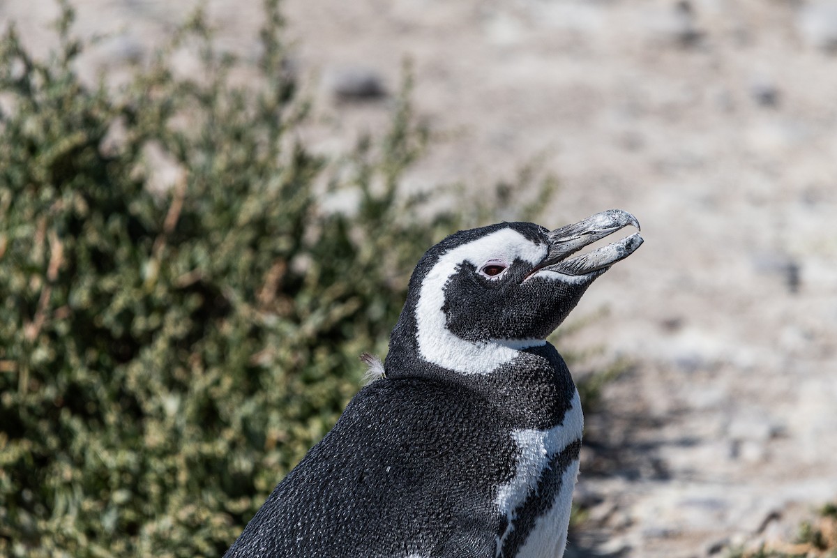 Magellanpinguin - ML637980685