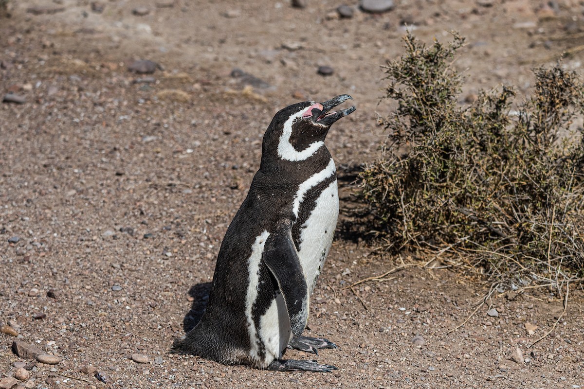 Magellanpinguin - ML637980686