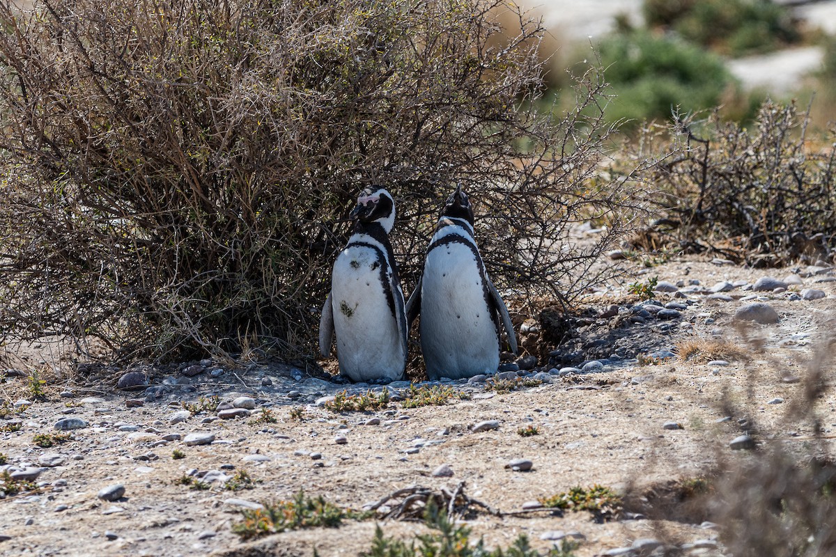Magellanpinguin - ML637980687