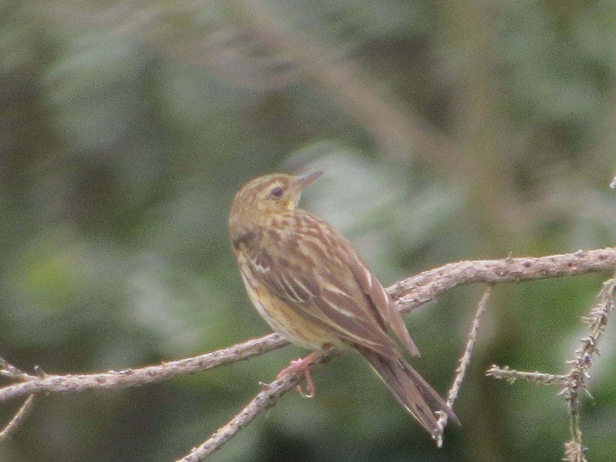 Tree Pipit - ML637980688