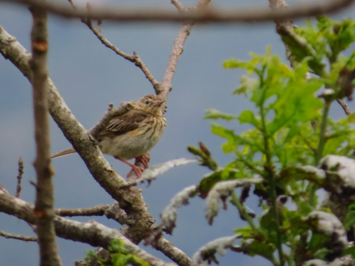 Tree Pipit - ML637980696