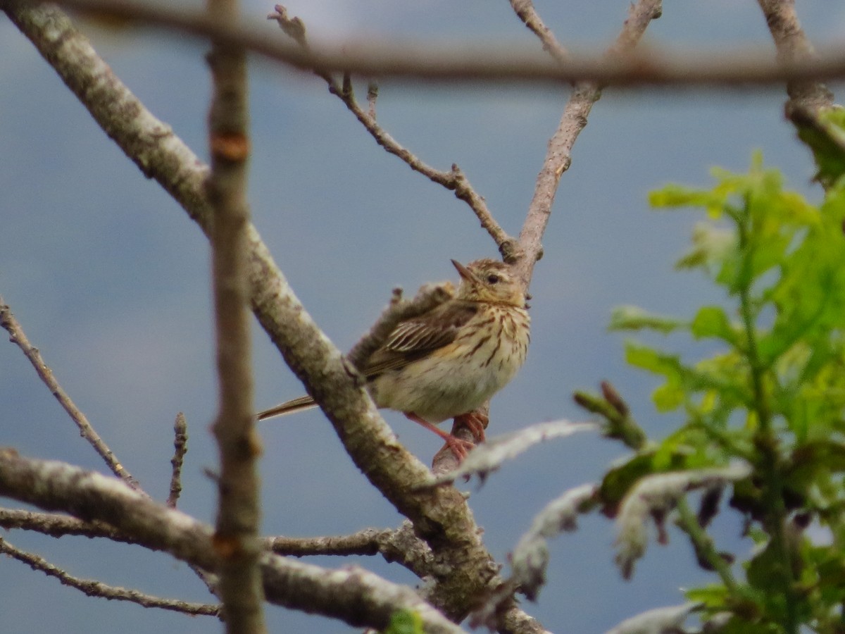 Tree Pipit - ML637980697