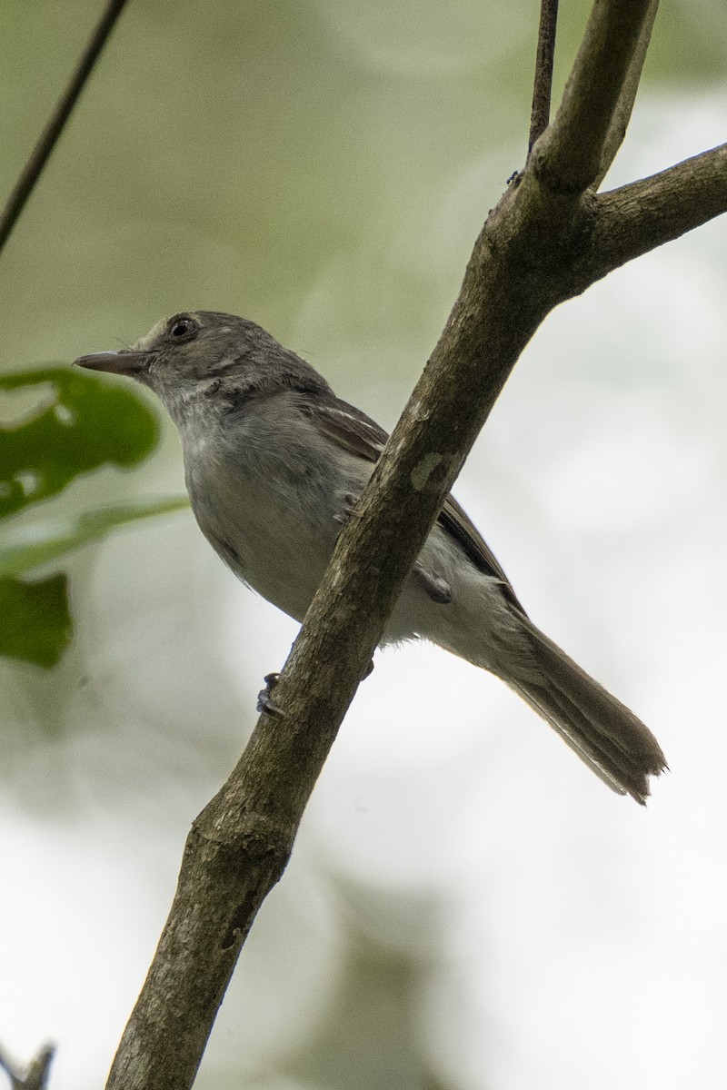 Mangrove Vireo - ML637980701