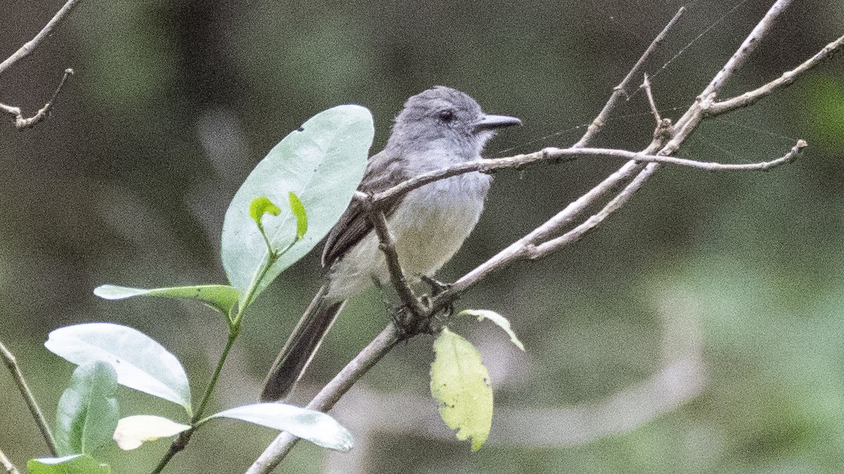 Panama Flycatcher - ML637980736
