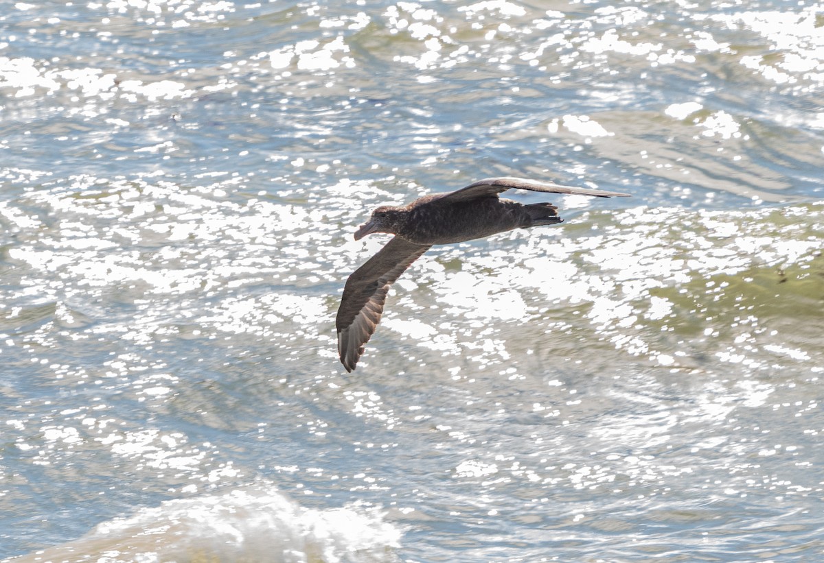 Южный гигантский буревестник - ML637980742