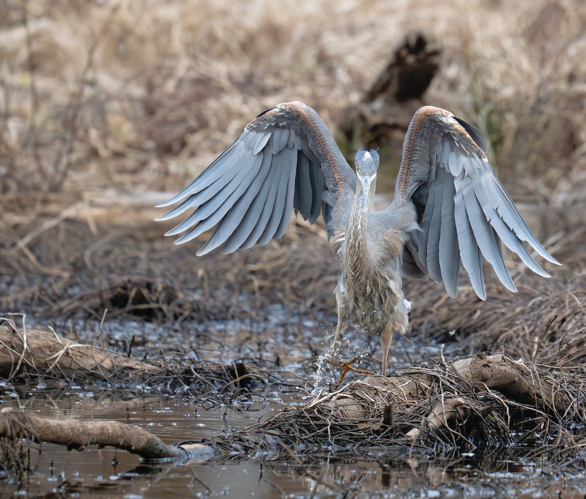 Great Blue Heron (Great Blue) - ML637980747
