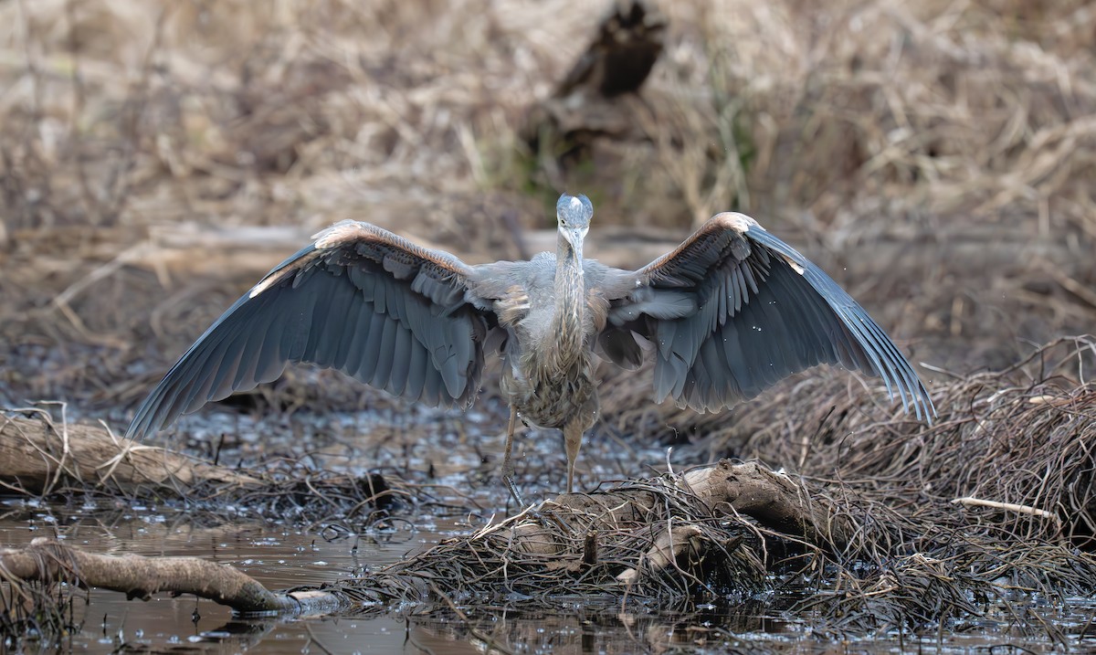 Great Blue Heron (Great Blue) - ML637980749