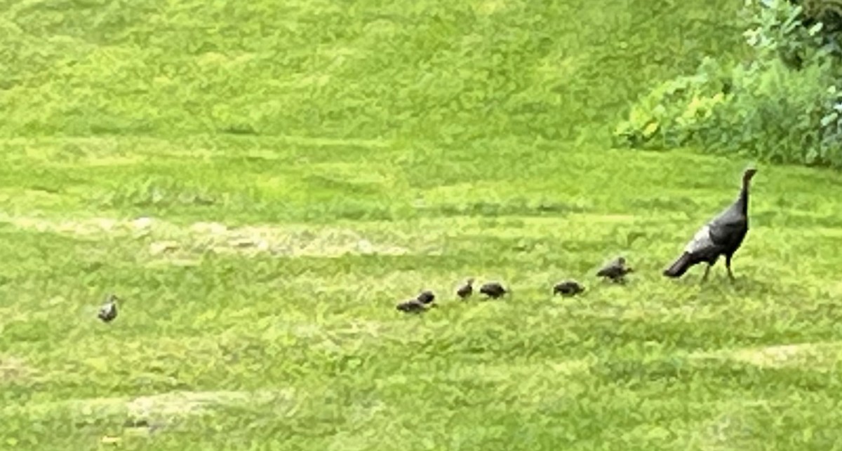 Wild Turkey - ML637980751