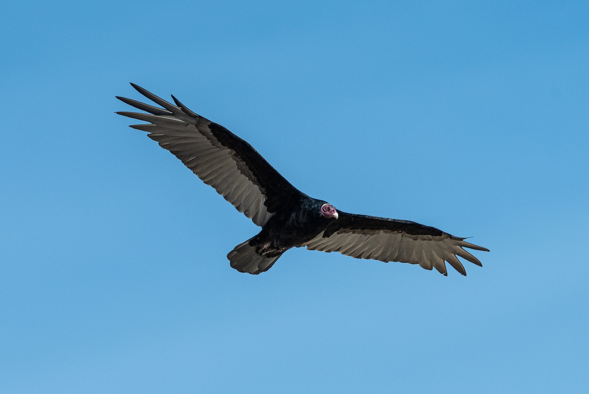 Катарта-индейка - ML637980752