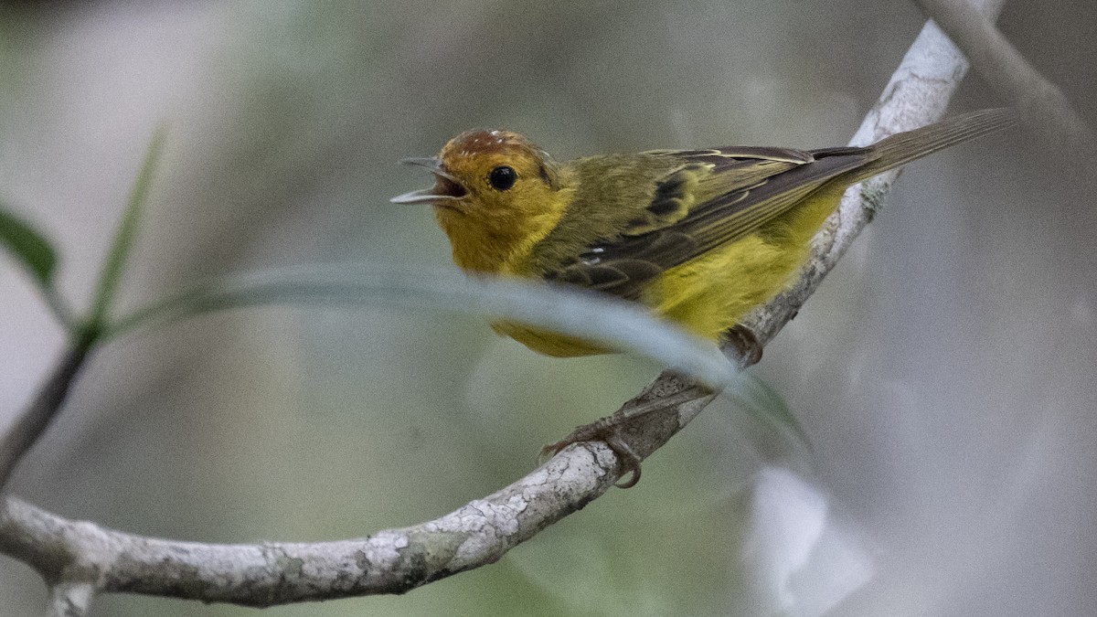 Yellow Warbler (Mangrove) - ML637980757