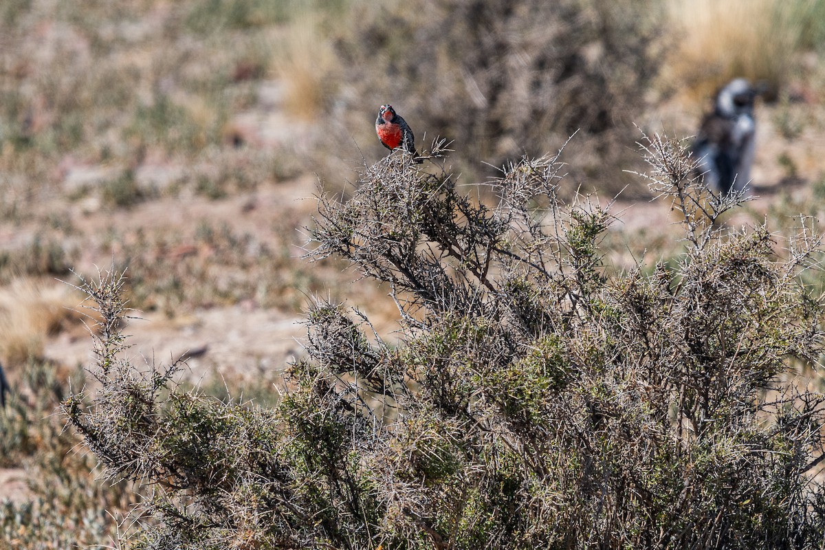 Длиннохвостая лойка - ML637980769