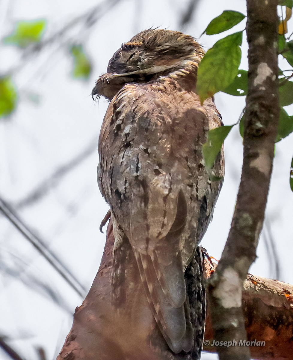 Common Potoo - ML637980798