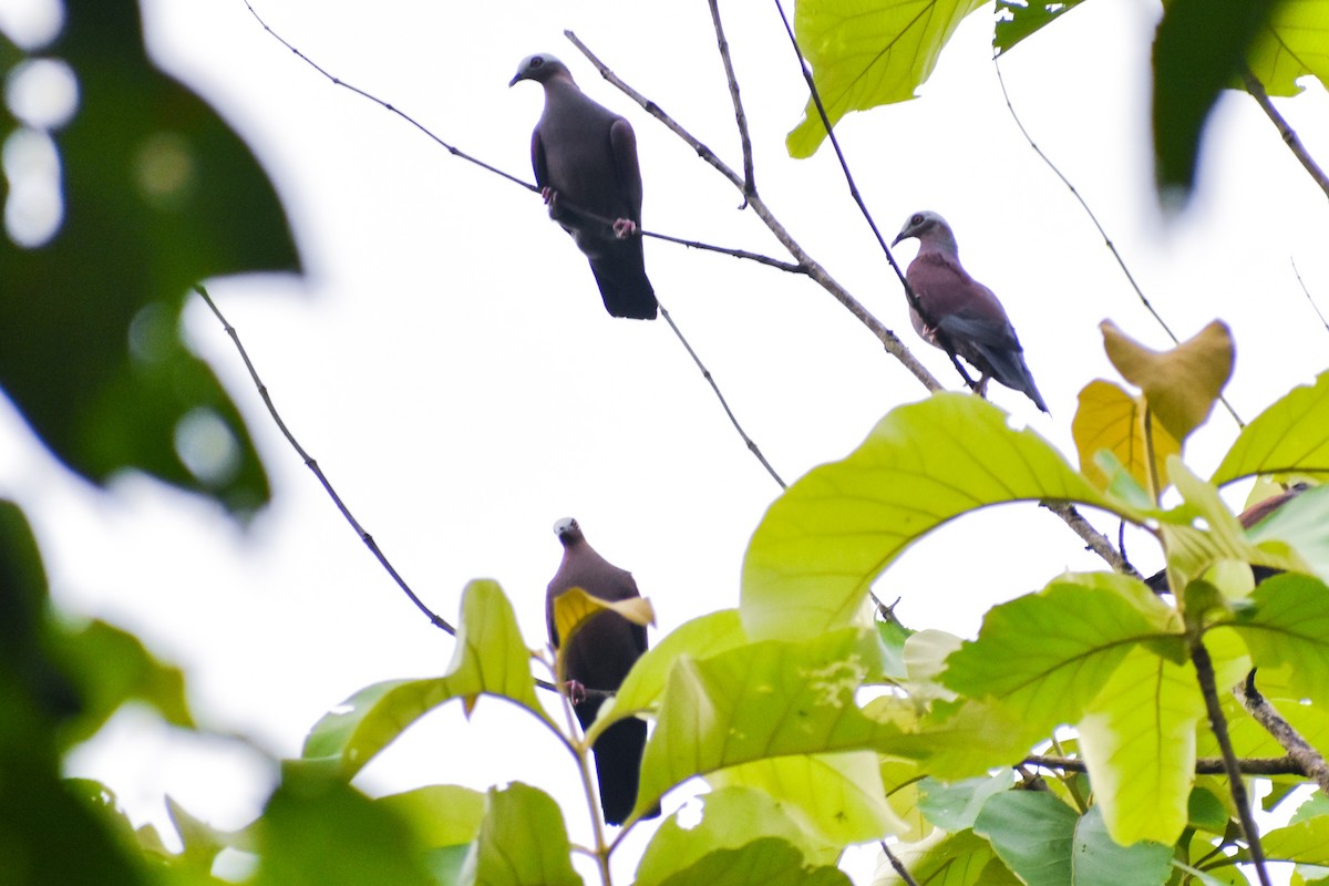 Pale-capped Pigeon - ML637980815