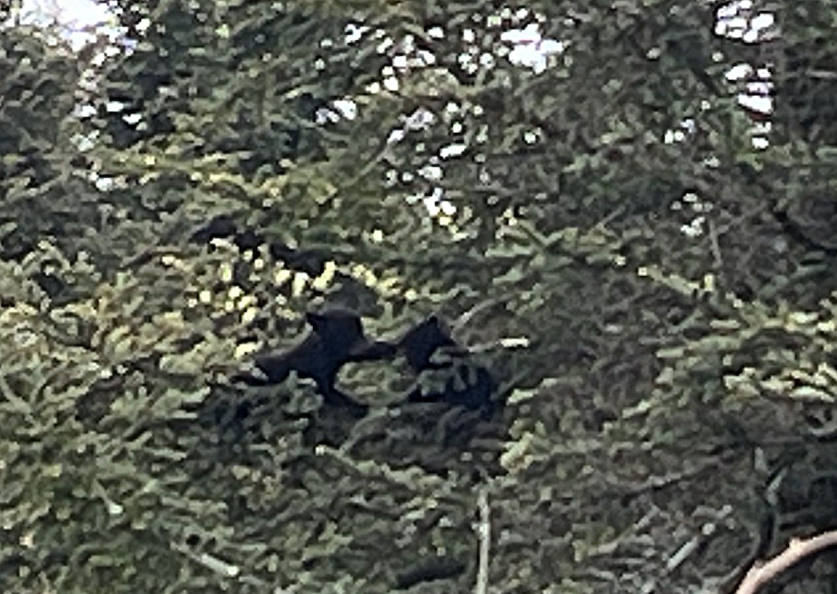 Eastern Black Bear - ML637980831