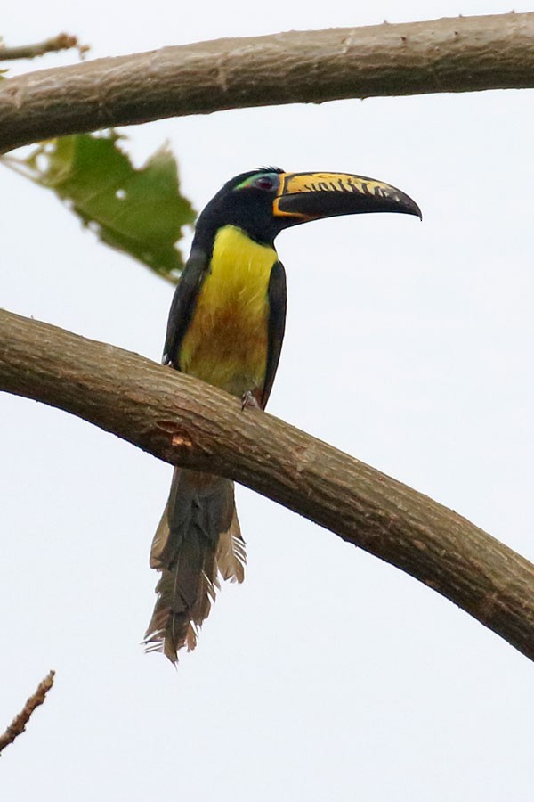 Lettered Aracari (Humboldt's) - ML637980871