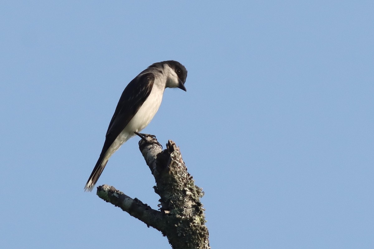 Eastern Kingbird - ML637980899