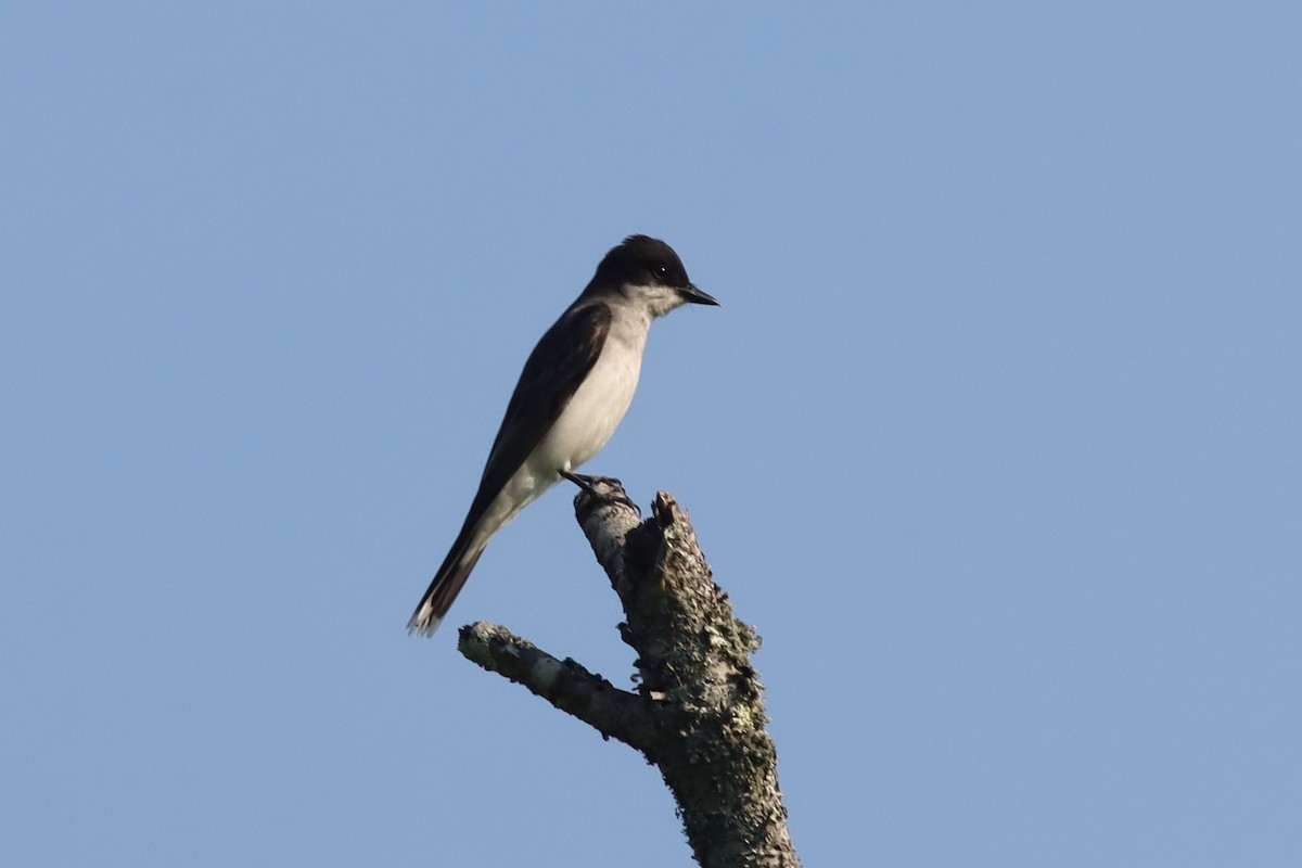 Eastern Kingbird - ML637980900