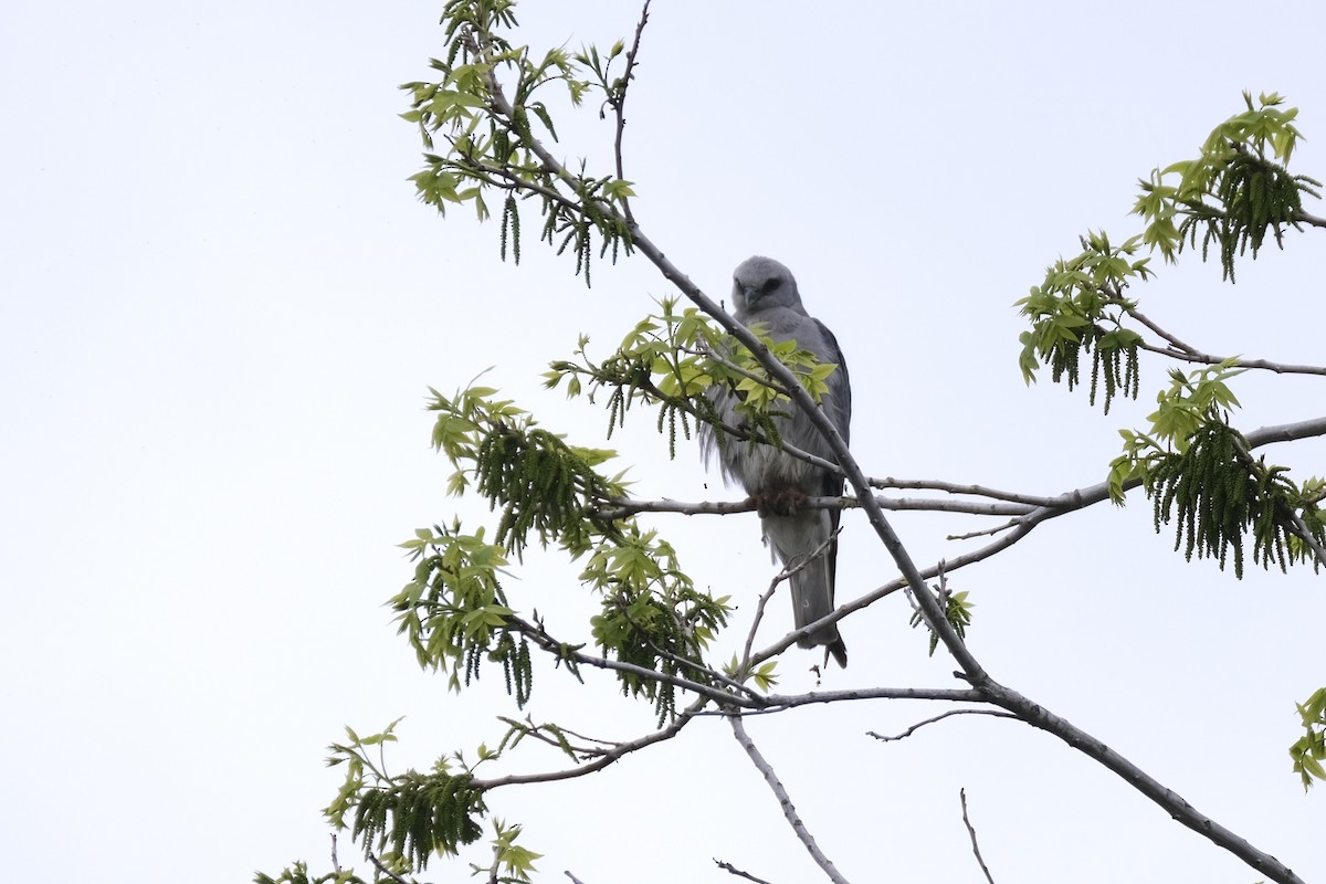 Mississippi Kite - ML637980971