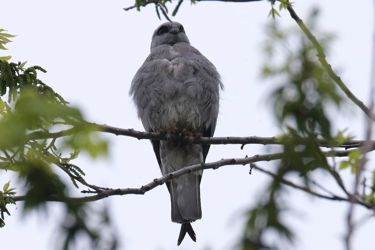 Mississippi Kite - ML637980972