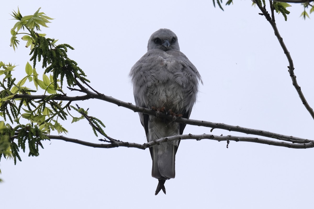 Mississippi Kite - ML637980974