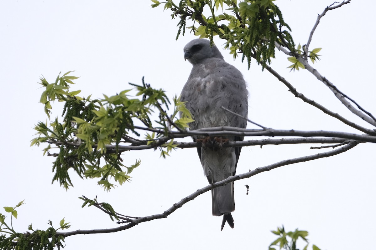 Mississippi Kite - ML637980975