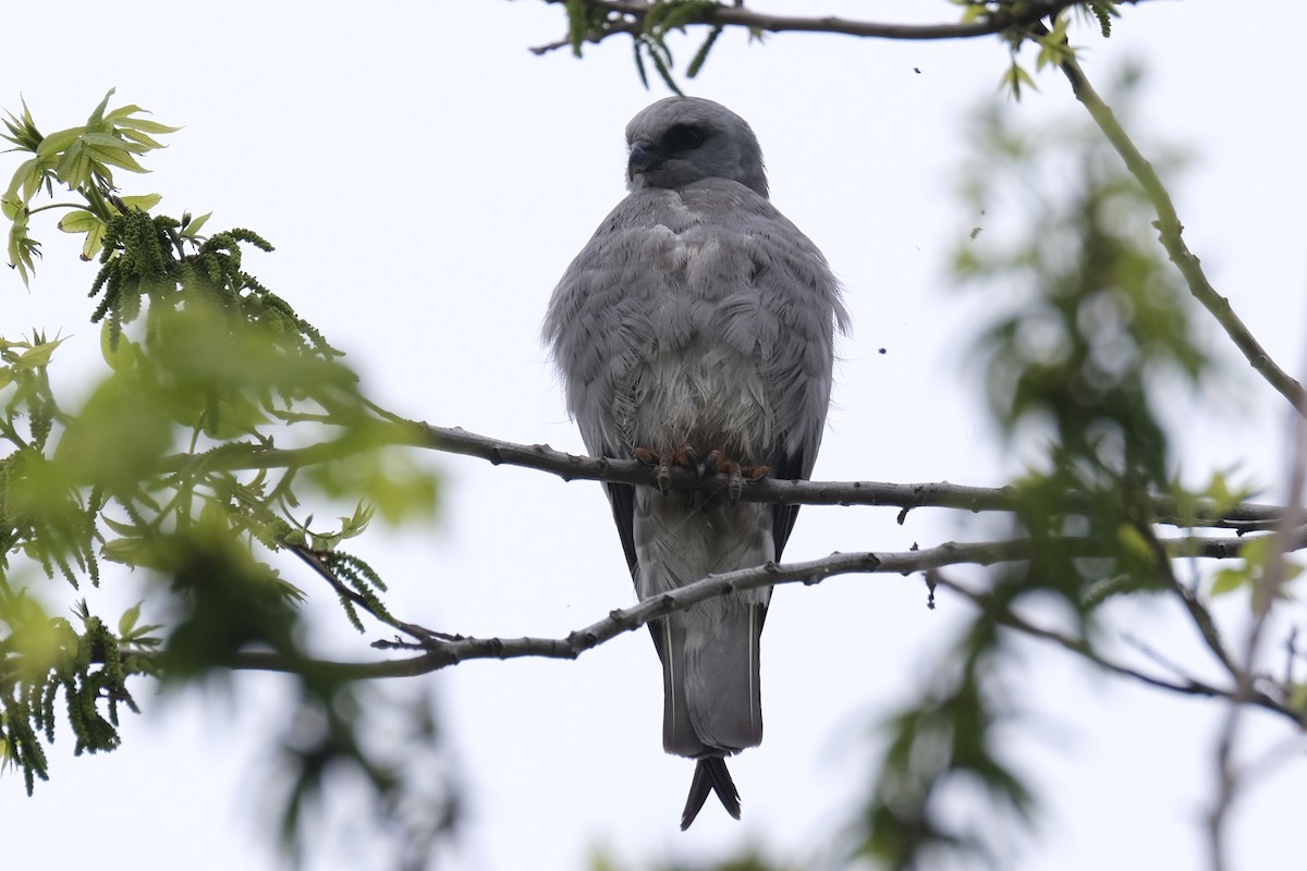 Mississippi Kite - ML637980976