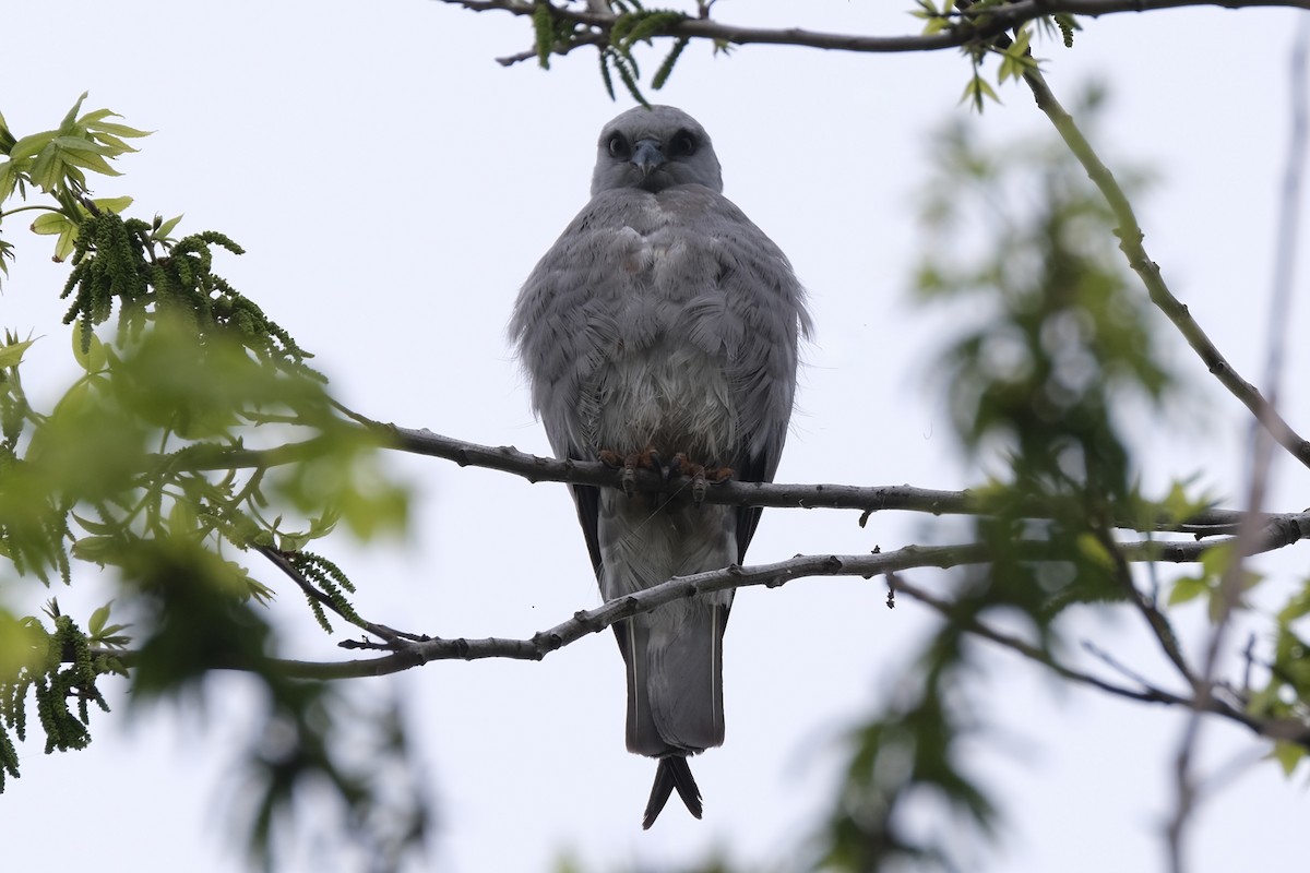 Mississippi Kite - ML637980977