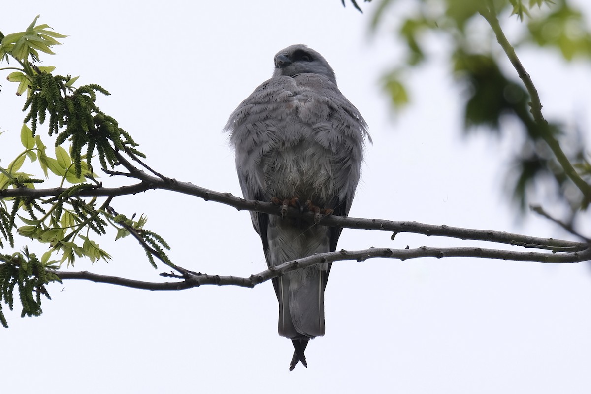 Mississippi Kite - ML637980978