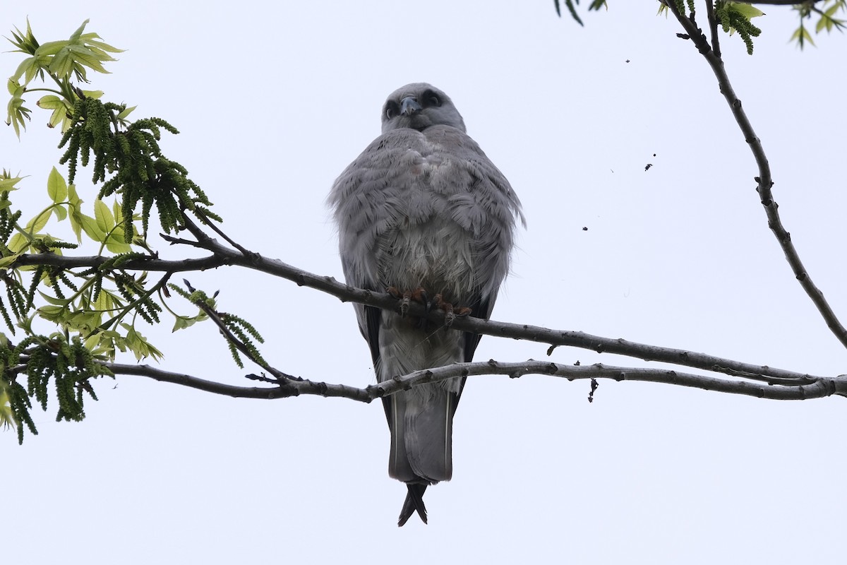 Mississippi Kite - ML637980979