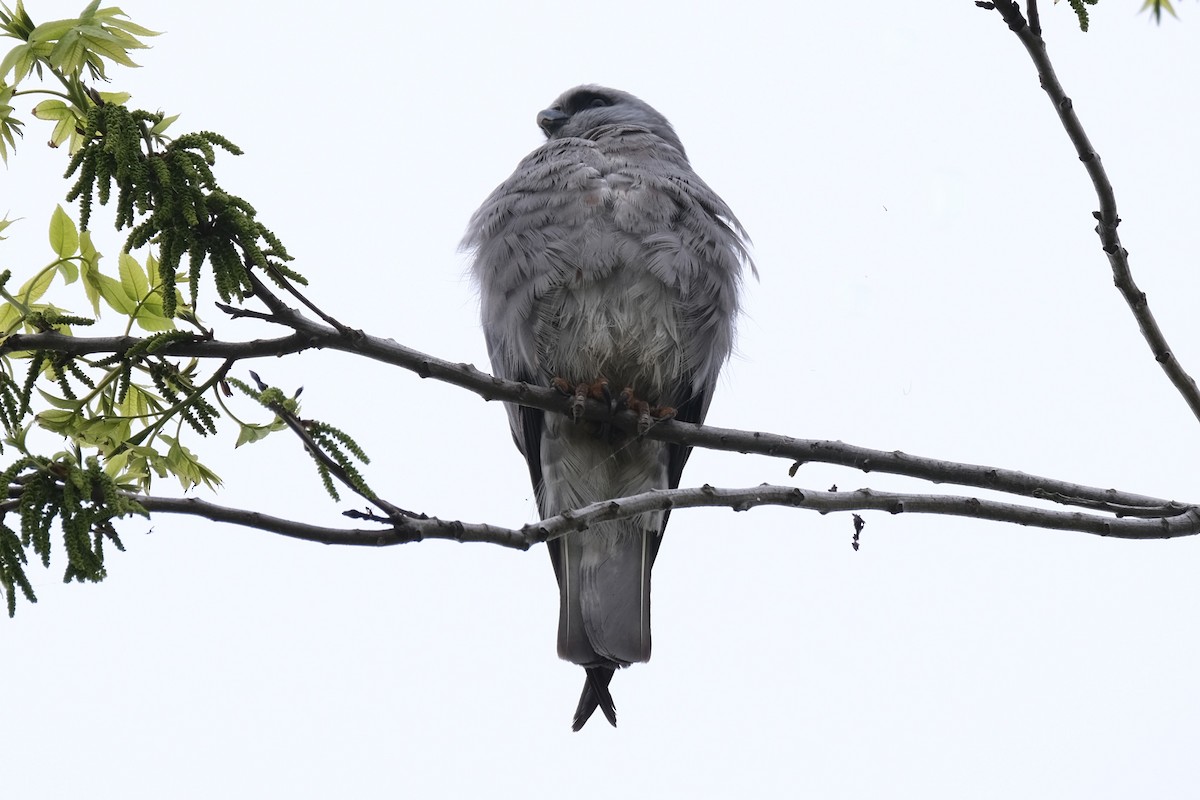 Mississippi Kite - ML637980980