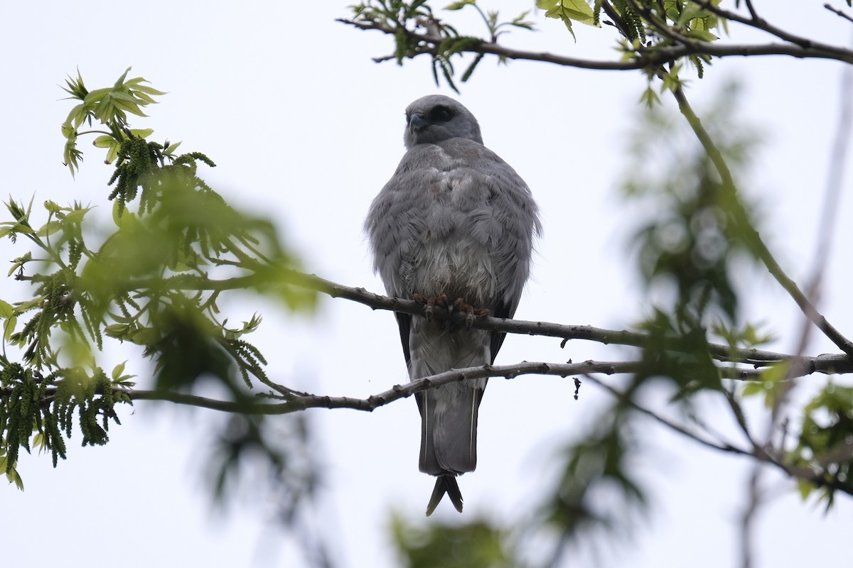 Mississippi Kite - ML637980981