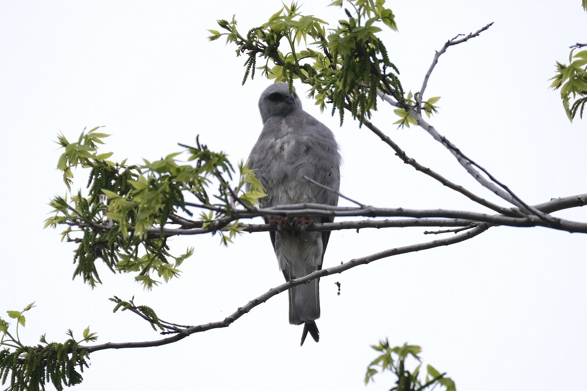 Mississippi Kite - ML637980982