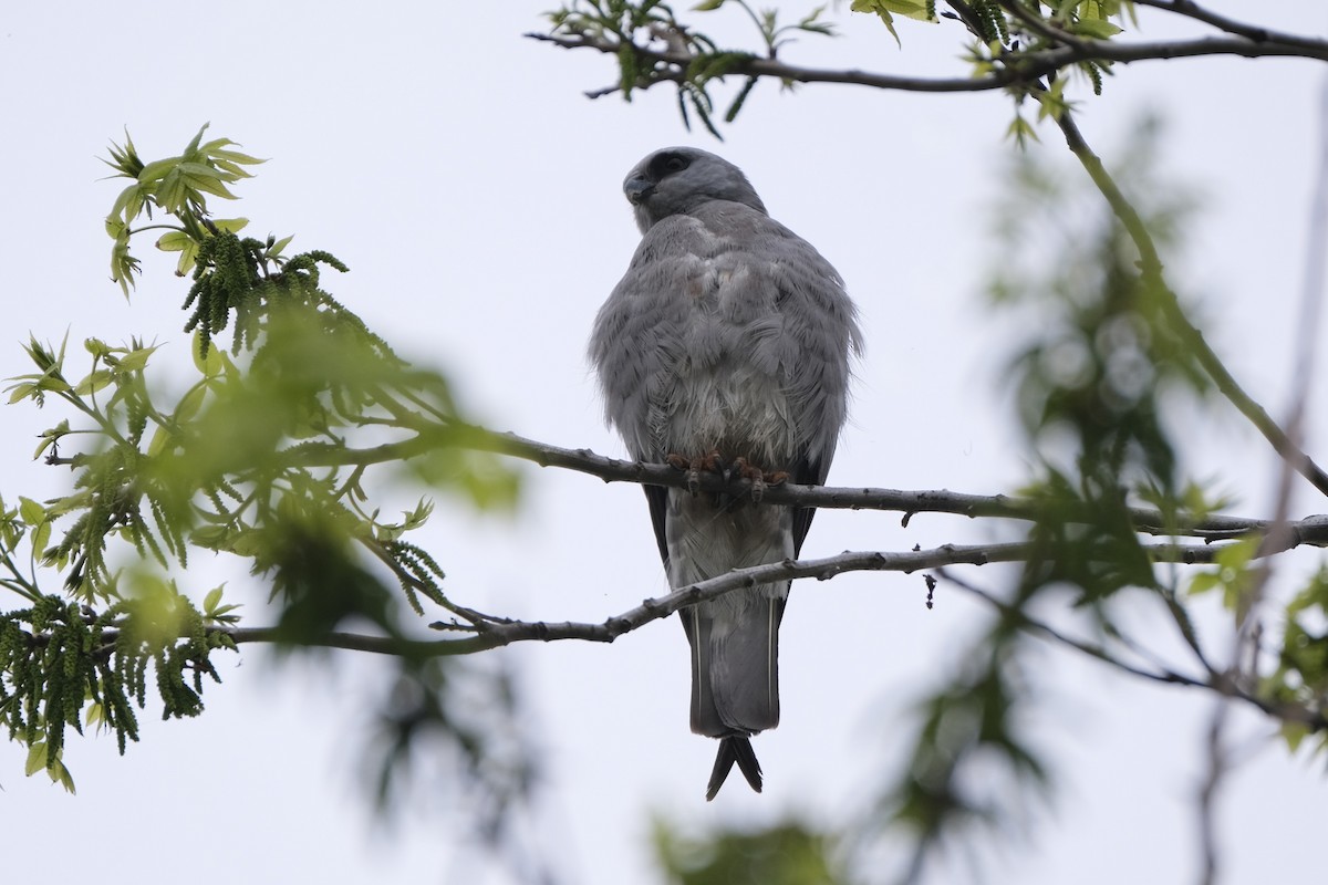 Mississippi Kite - ML637980983