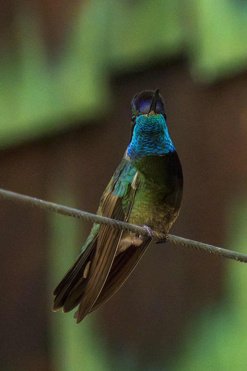 kolibřík skvostný - ML637980996