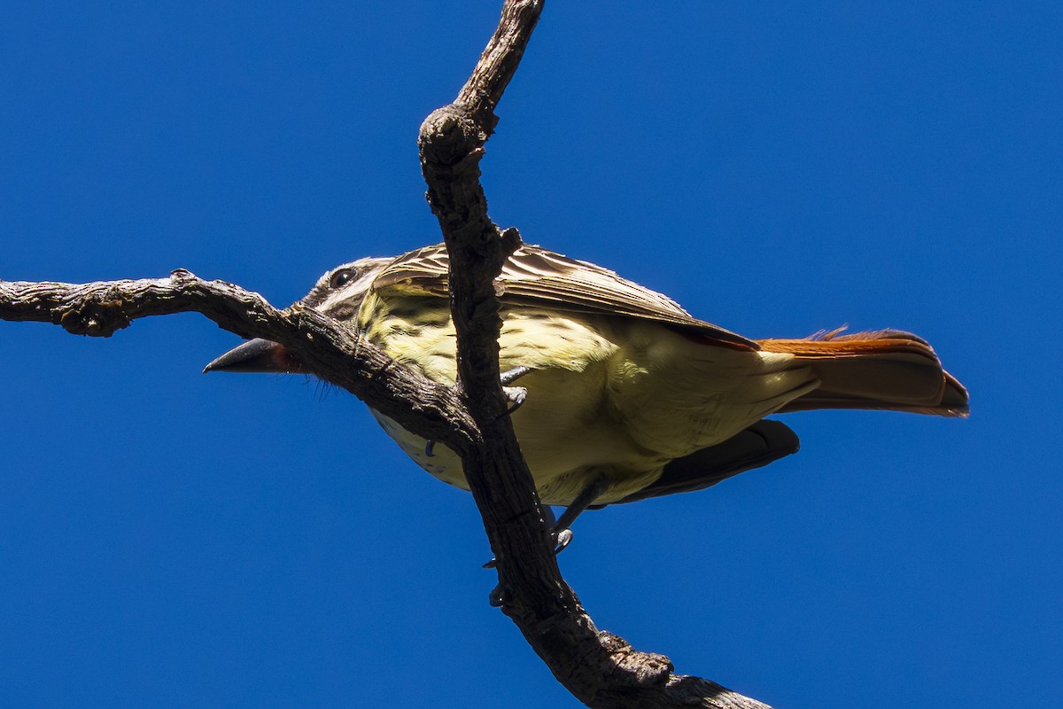 Sulphur-bellied Flycatcher - ML637981007