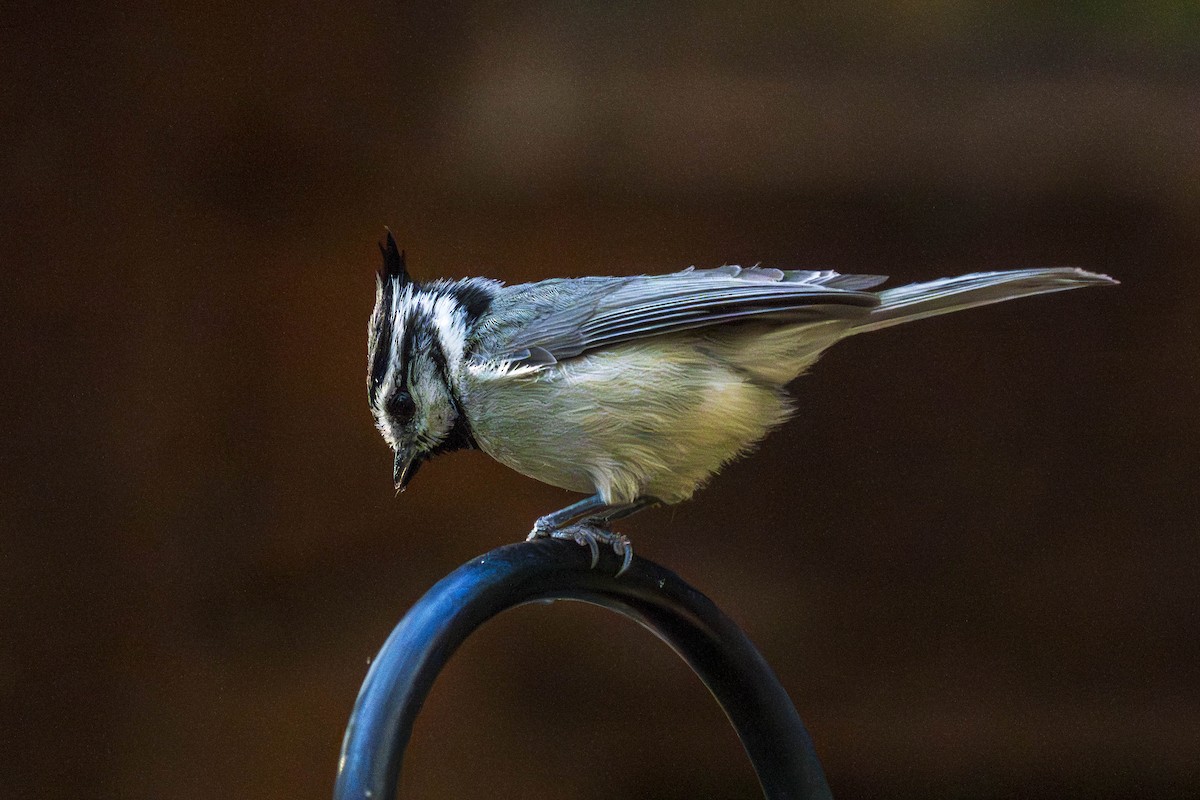 sýkora uzdičková - ML637981020