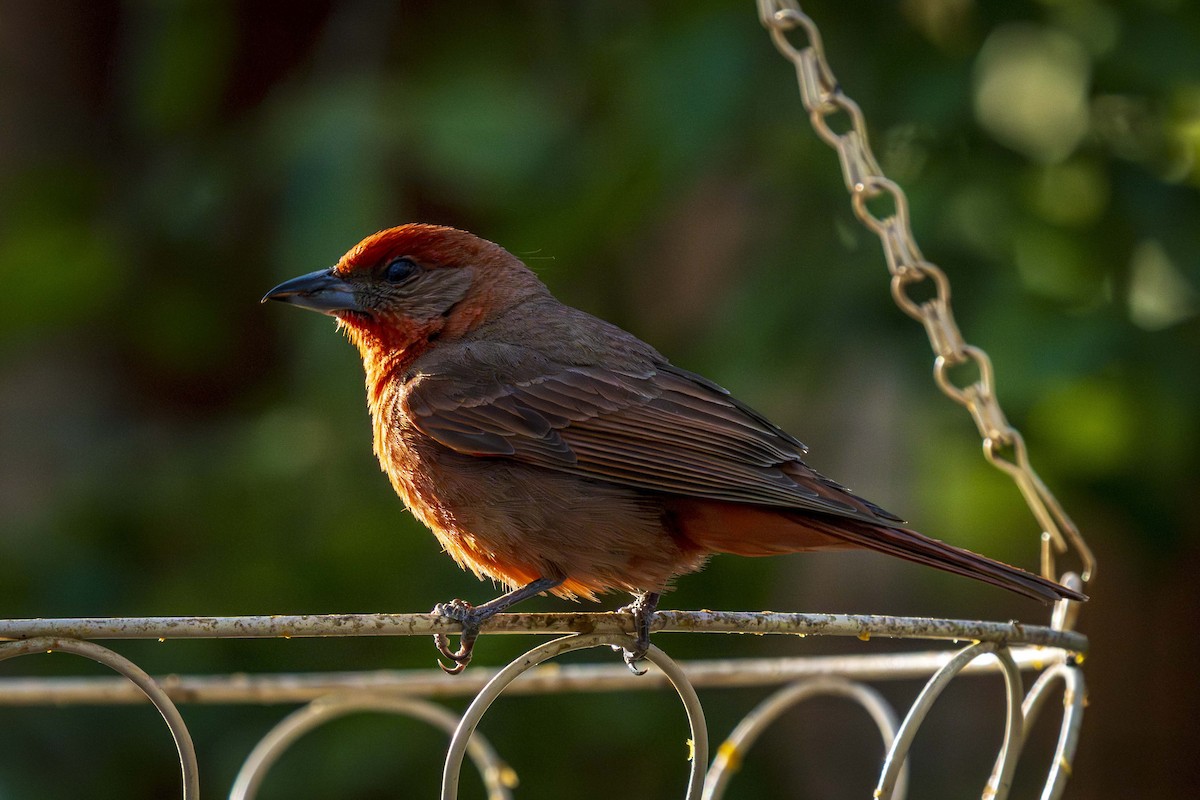 Hepatic Tanager - ML637981027