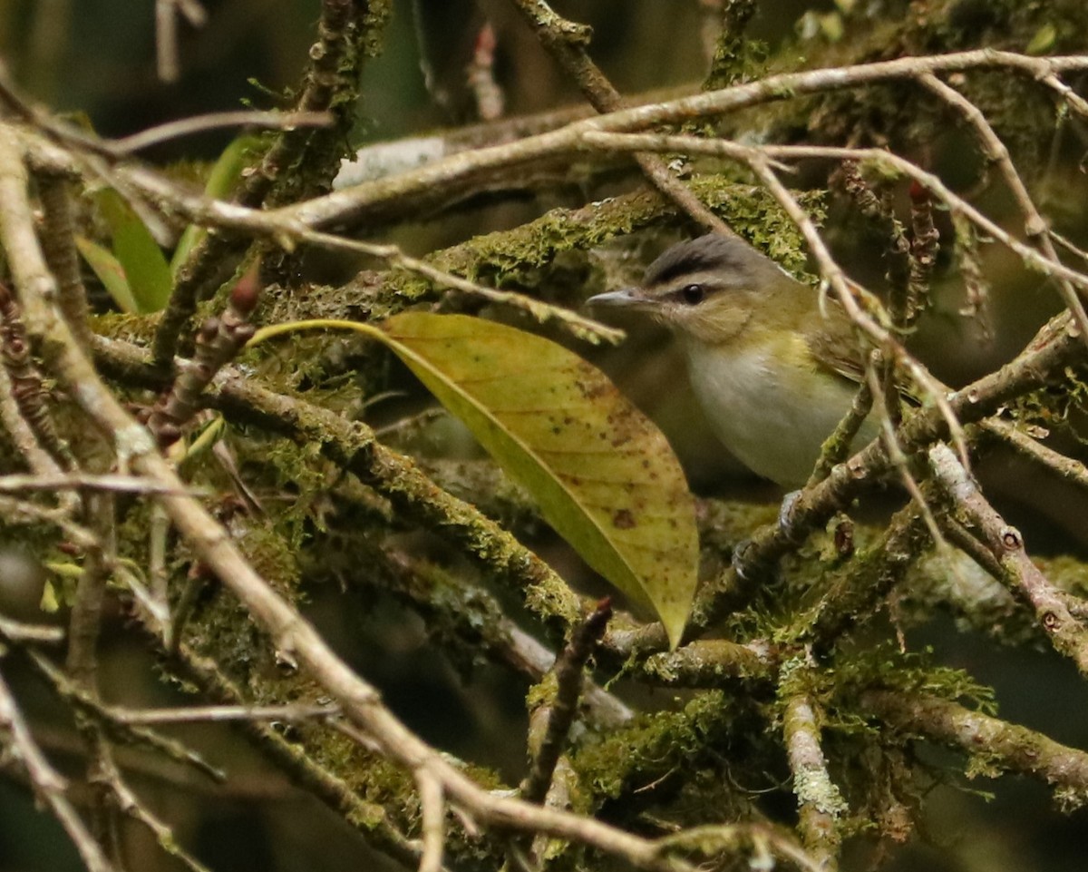 Chivi Vireo - ML637981087
