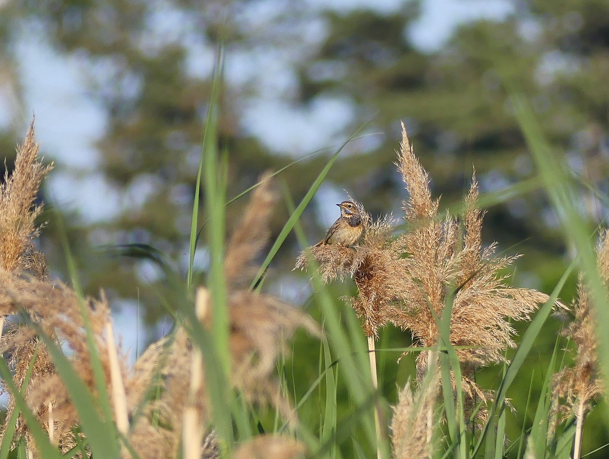 Bluethroat - ML637981099