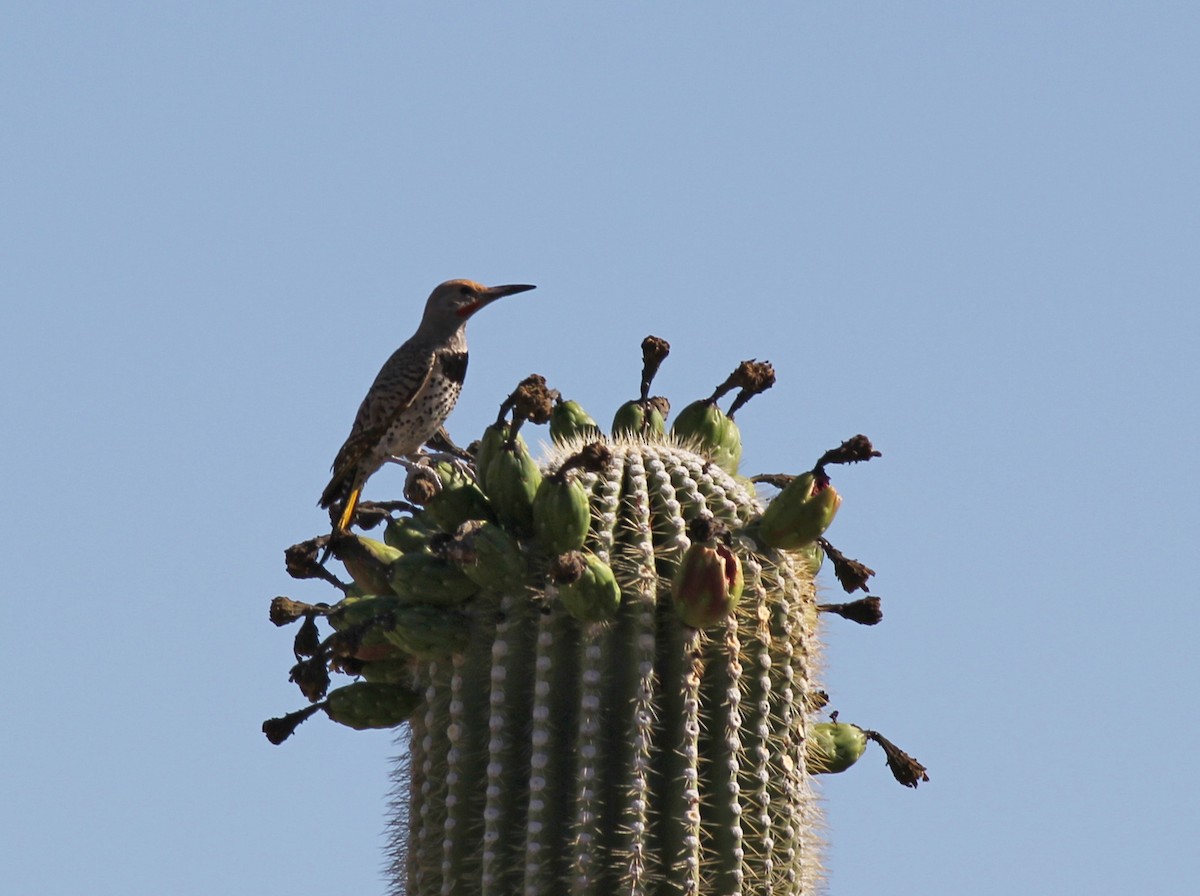 Gilded Flicker - ML637981149
